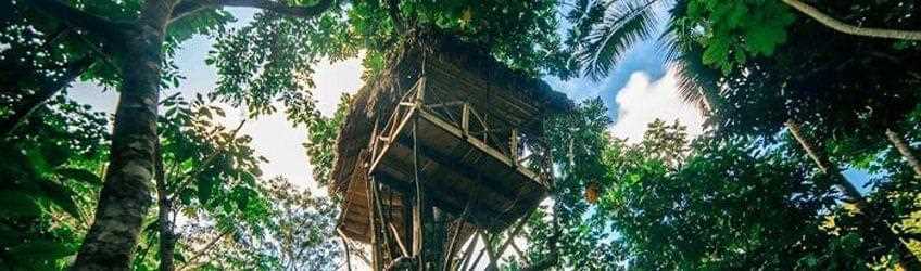 Les meilleures destinations de cabanes dans les arbres en Martinique