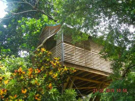 Cabane dans les arbres en Martinique